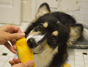 Ein Hund beim Essen einer reifen Mango