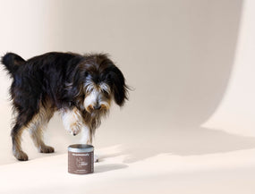 Wenn der Hund Schlitten fährt: Was hinter dem Rutschen über den Boden steckt