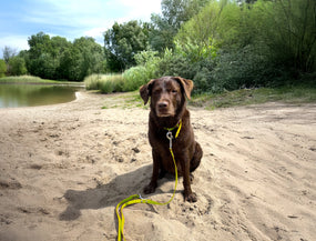 Berlin mit Hund – Tipps für drinnen, draußen und drumherum
