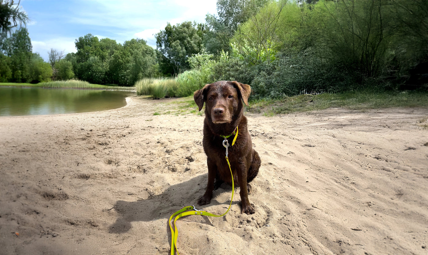 Berlin mit Hund – Tipps für drinnen, draußen und drumherum
