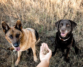 Darmsanierung beim Hund und Darmflora aufbauen