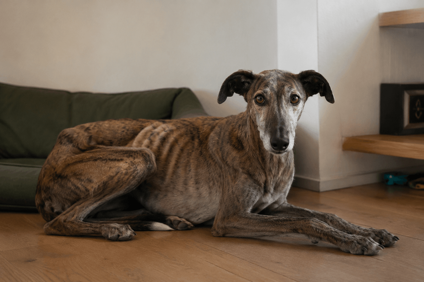Hund zu dünn und nimmt nicht zu: Ursachen und was du tun kannst