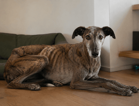 Hund zu dünn und nimmt nicht zu: Ursachen und was du tun kannst