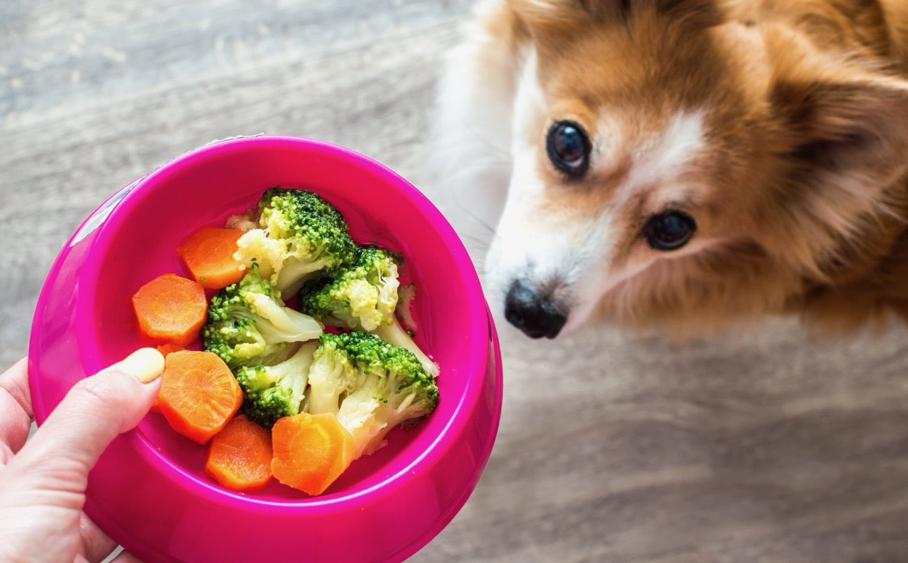 Antioxidantien für Hunde: Was ist das und wie wirken sie auf die Gesundheit?