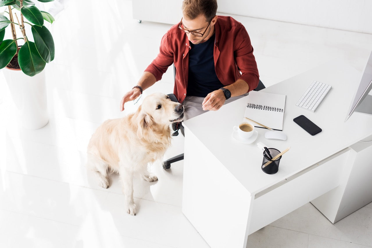 Dein Hund ist unruhig und wechselt ständig den Platz? So findest du heraus, was ihm fehlt