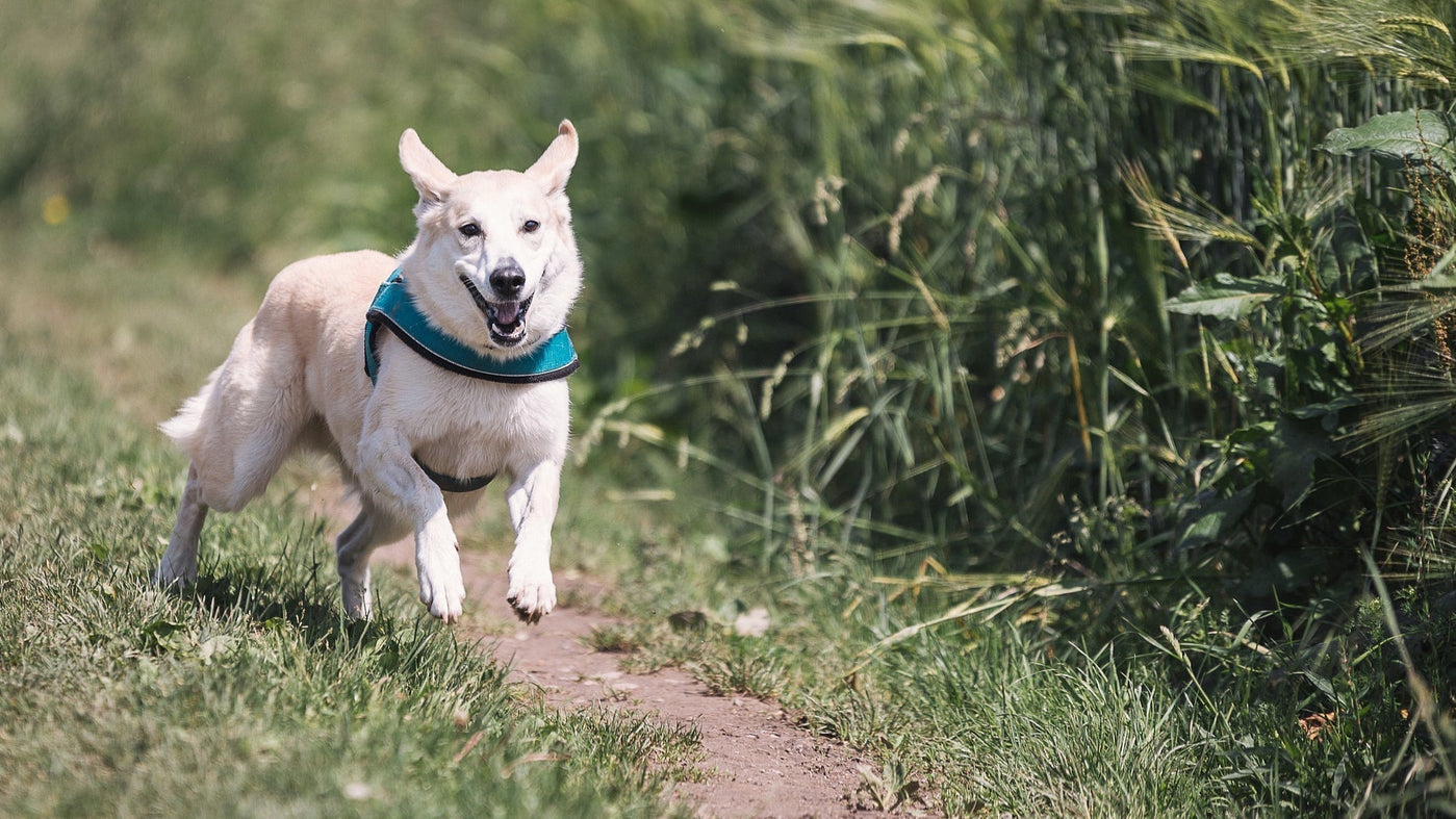 Wenn das Gassi-Gehen nicht läuft – Blasenentzündung beim Hund