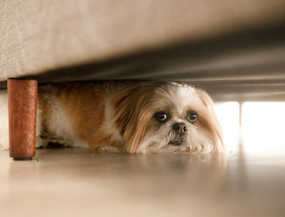 Hundemalaria beim Hund – Symptome, Behandlung und wirksame Vorbeugung