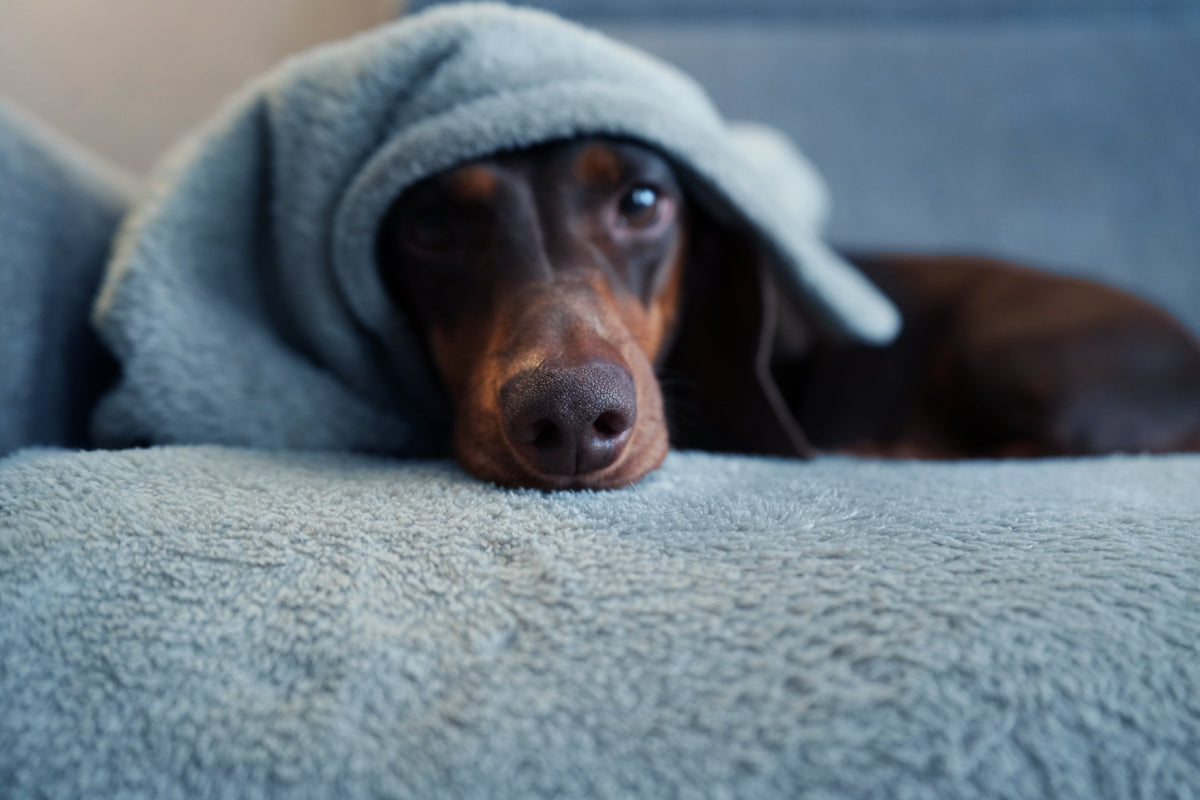 Ängstlicher Hund: Ursachen, Training und was deinem Angsthund wirklich hilft