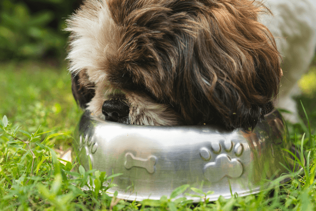 Verdauung beim Hund: wie sie funktioniert, wie lange sie dauert und was die Darmgesundheit stärkt