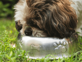 Verdauung beim Hund: wie sie funktioniert, wie lange sie dauert und was die Darmgesundheit stärkt
