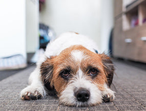 Snacks, Pulver, Sprays, funktionale Kauknochen?  Das können die Hunde-Supplements