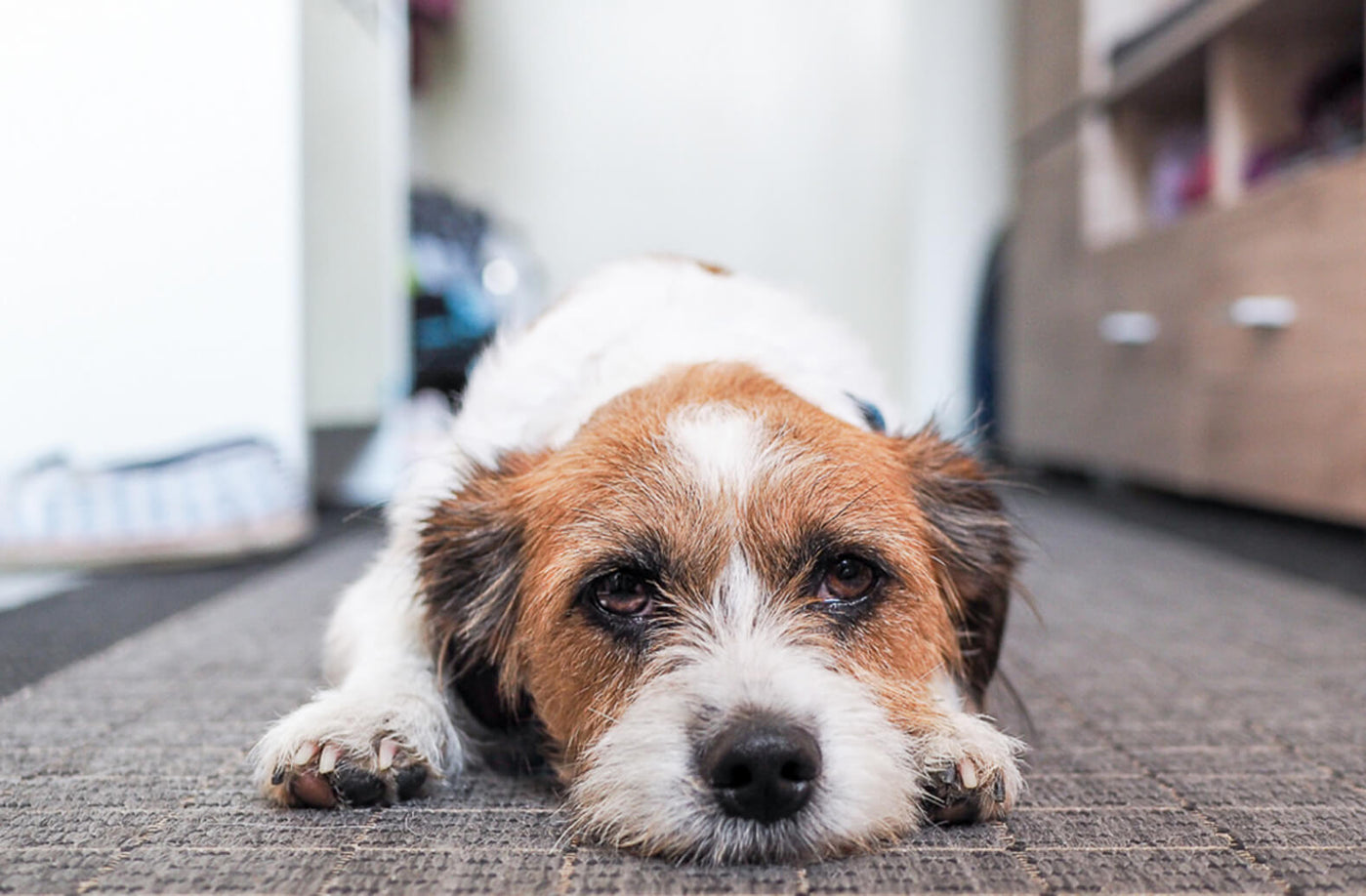 Snacks, Pulver, Sprays, funktionale Kauknochen?  Das können die Hunde-Supplements