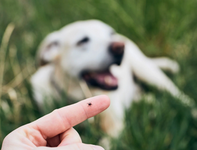Borreliose beim Hund – Symptome, Verlauf, Behandlung & wirksame Zeckenprävention