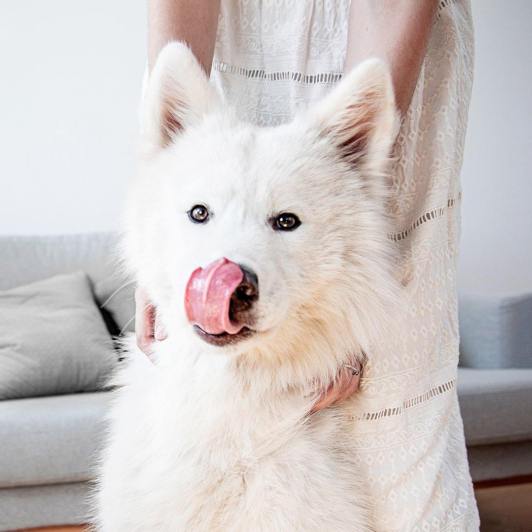 Schuppen beim Hund - mammaly
