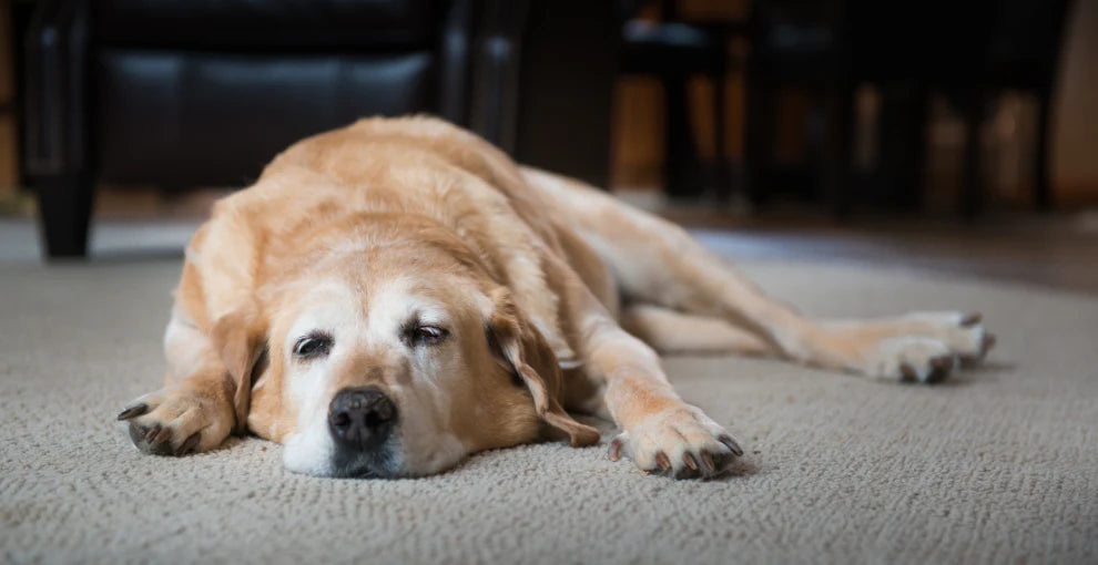Gelenkschmerzen bei Hunden erkennen und richtig handeln
