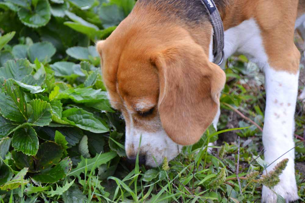 Hund frisst Kot im Gras