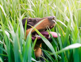 45 giftige Pflanzen für deinen Hund – Tipps & Maßnahmen zur Vorsorge