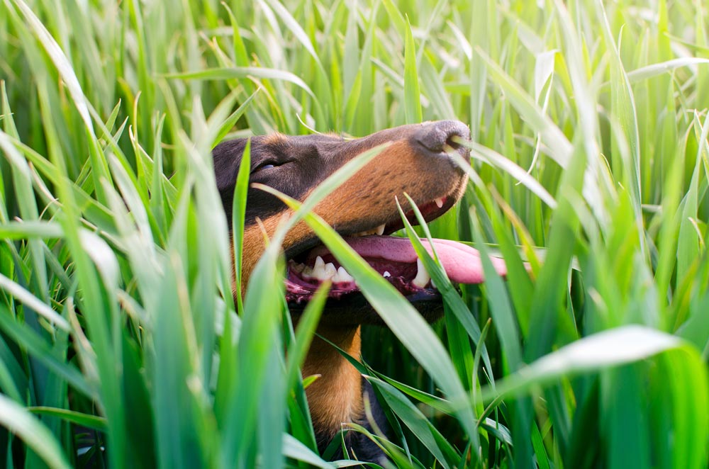 Dein Hund frisst Gras – was hat das zu bedeuten?