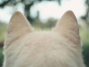 Hundeohren eines weißen Hundes