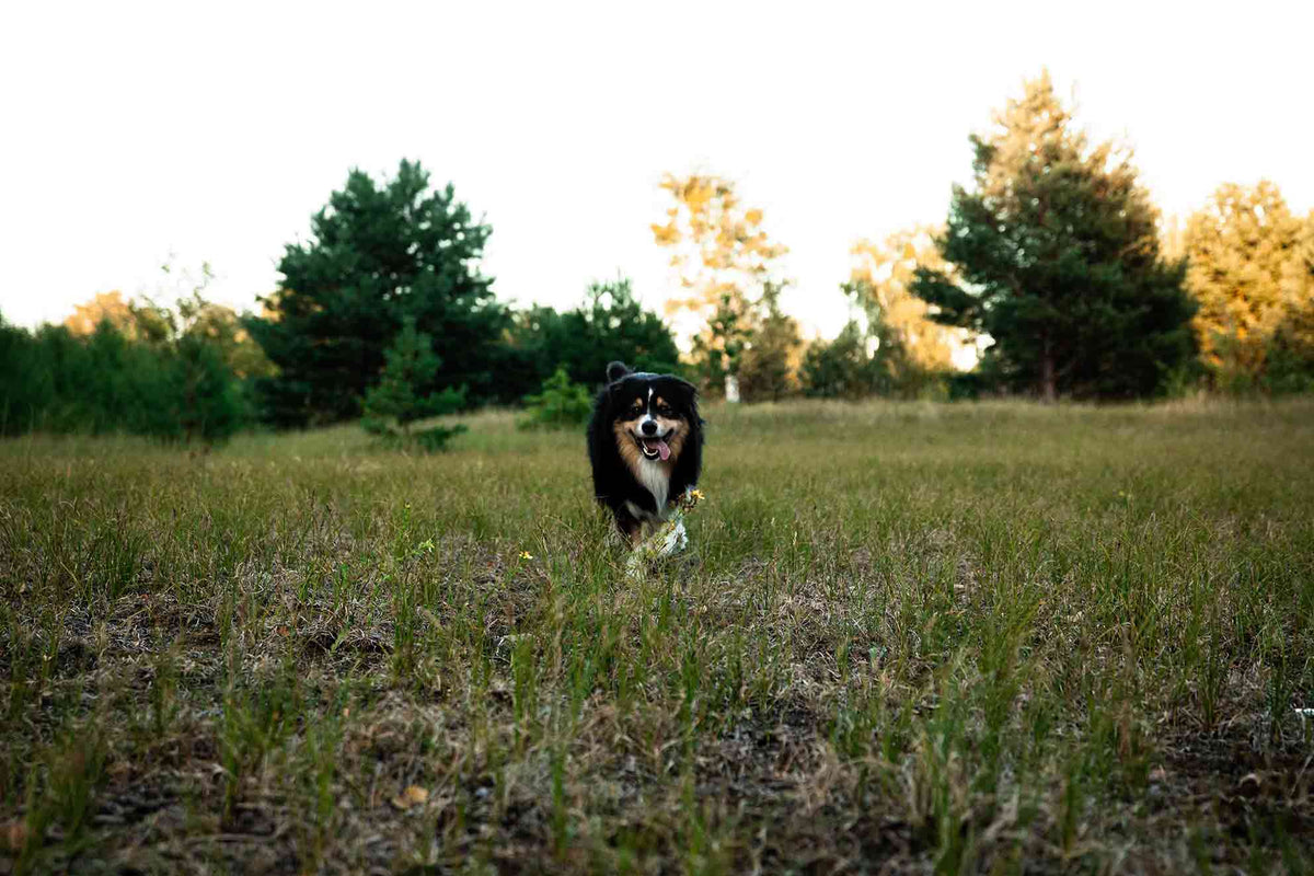 Milben beim Hund in der Natur