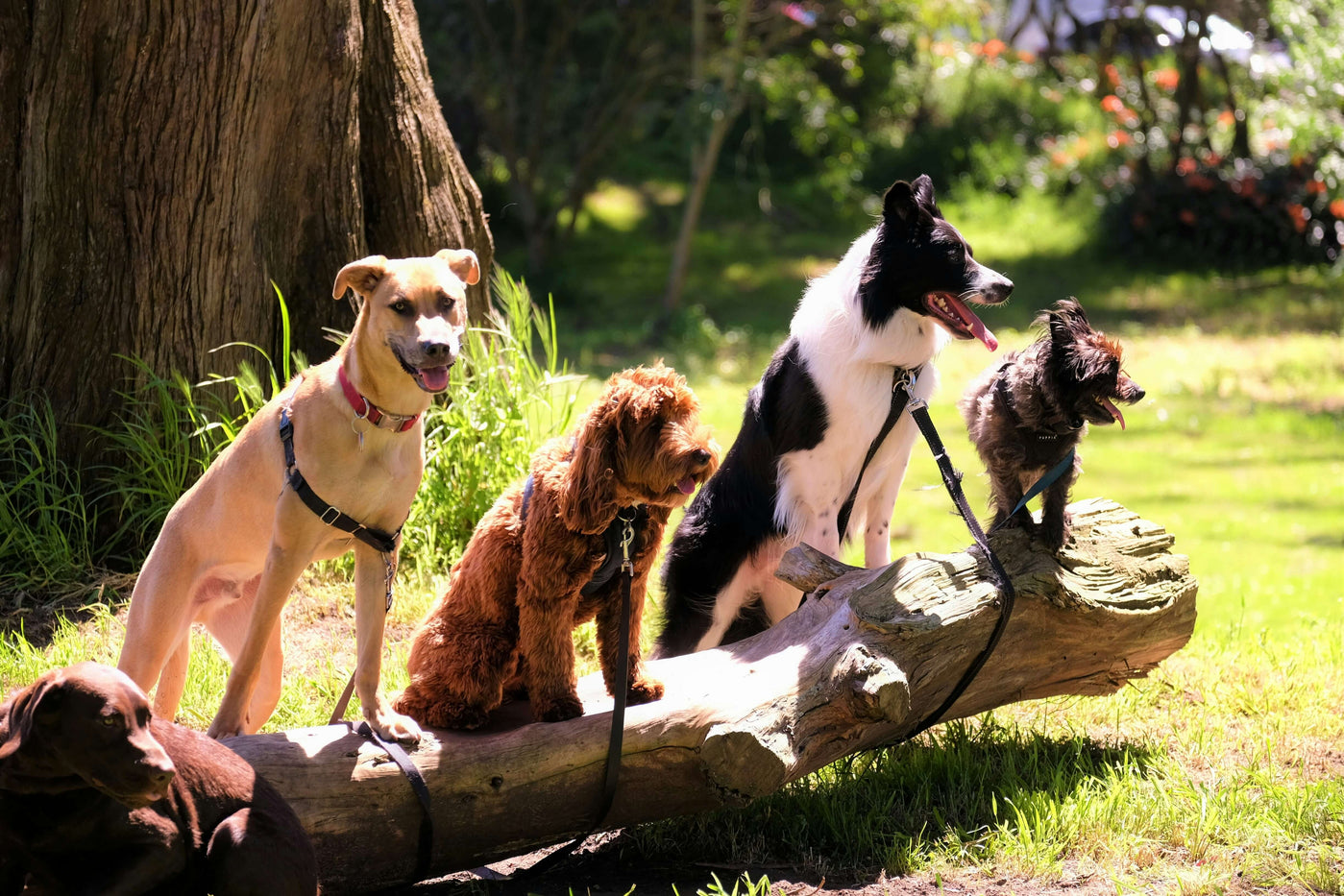 Pfoten auf Achse: 10 Ausflugsideen, die deinem Hund (und dir) richtig guttun