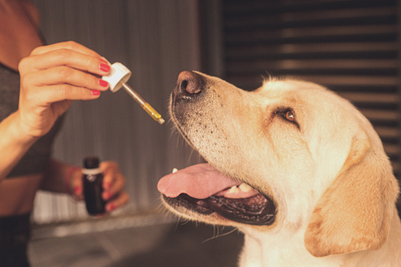 Natürliche Schmerzmittel und Entzündungshemmer für Hunde: Was wirklich hilft