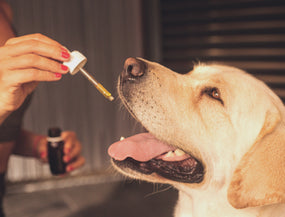 Natürliche Schmerzmittel und Entzündungshemmer für Hunde: Was wirklich hilft
