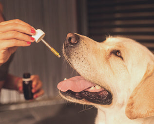 Natürliche Schmerzmittel und Entzündungshemmer für Hunde: Was wirklich hilft