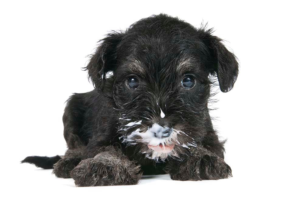 Hund hat einen Joghurt-Becher ausgeschleckt