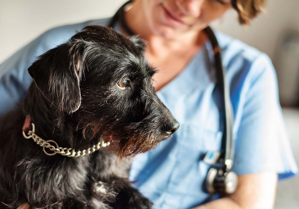 Hund mit Verstopfung sitzt beim einer Tierärztin