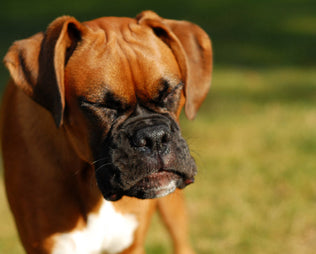 Hund niest oft