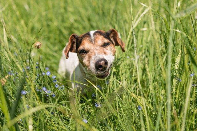 Sodbrennen beim Hund –  Wenn der Magen sauer wird
