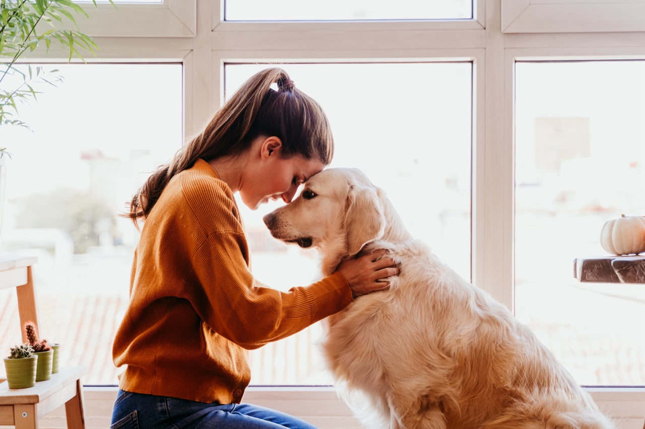 So gestaltest du ein hundefreundliches Zuhause: Sicherheit und Beschäftigung
