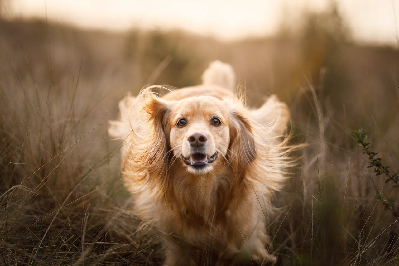 Ein froher Hund auf dem Feld