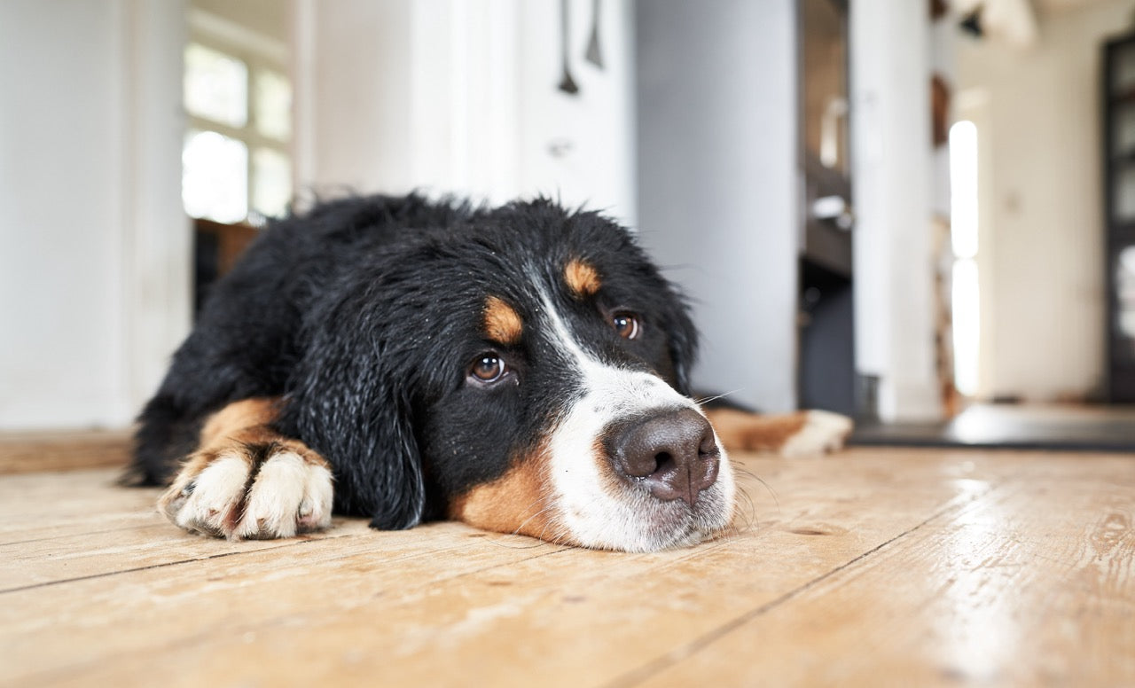 Alterserscheinungen bei Hunden und wie man damit umgeht