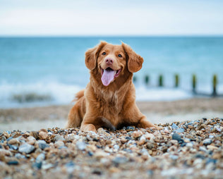 Hot Days, Happy Tails – mammaly zeigt, wie wir unsere Fellnasen am besten durch den Sommer bringen