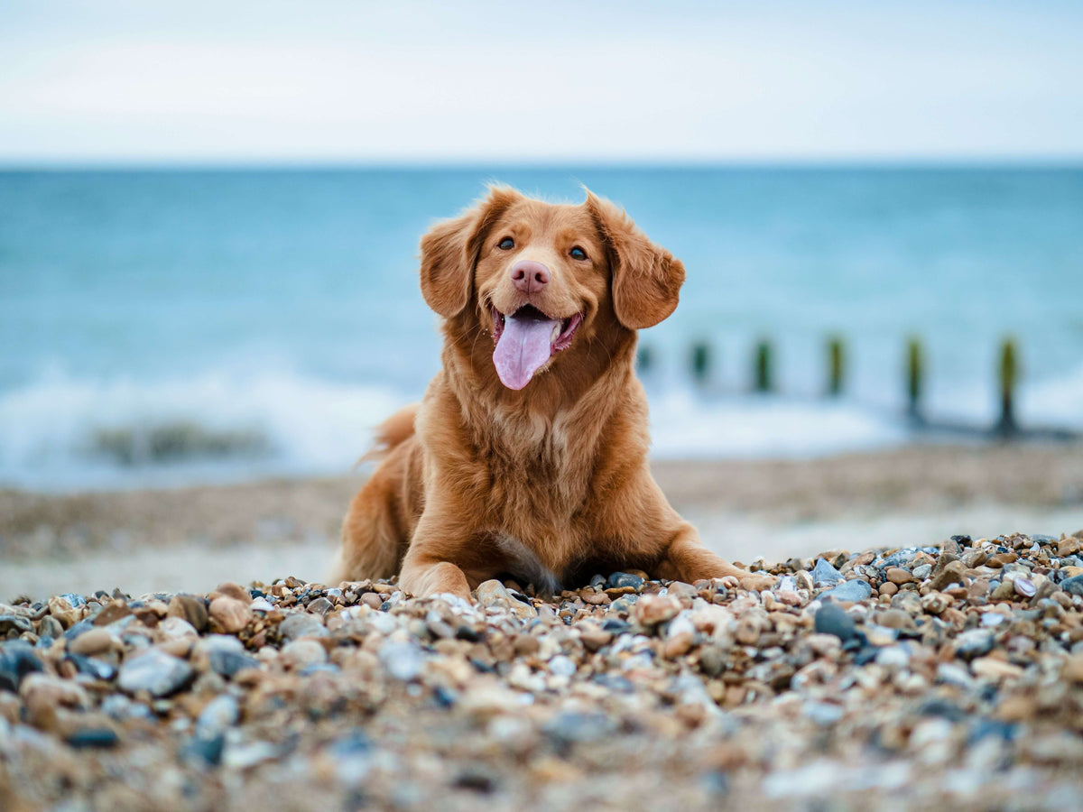 Hot Days, Happy Tails – mammaly zeigt, wie wir unsere Fellnasen am besten durch den Sommer bringen