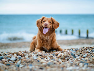 Hot Days, Happy Tails – mammaly zeigt, wie wir unsere Fellnasen am besten durch den Sommer bringen