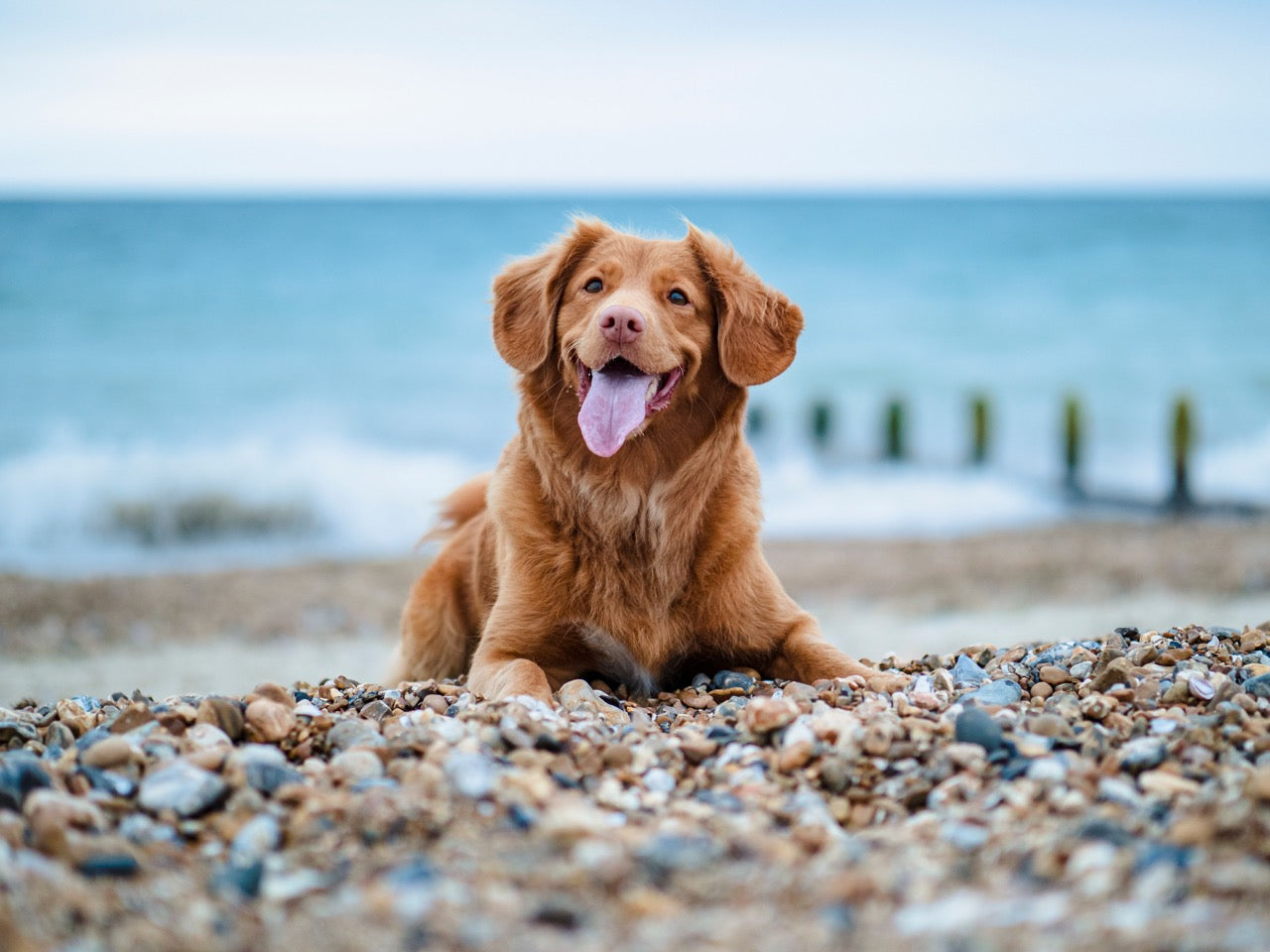 Vom Humpeln zu Happy – Kreuzbandriss beim Hund erkennen, behandeln und vorbeugen