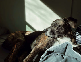 Alter Hund wackelig auf den Beinen: Ursachen, Warnsignale und was du tun kannst