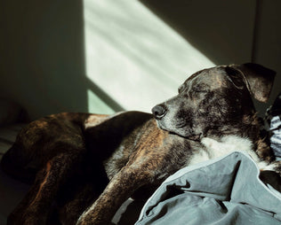 Alter Hund wackelig auf den Beinen: Ursachen, Warnsignale und was du tun kannst