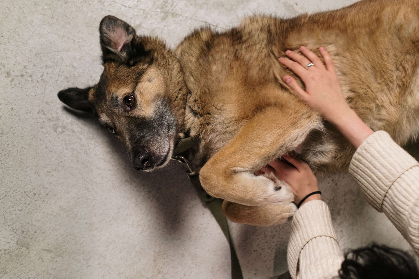 Darmsanierung beim Hund – Wann sie sinnvoll ist und wie sie funktioniert