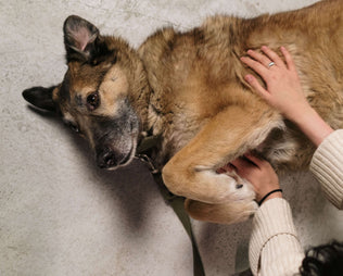 Darmsanierung beim Hund – Wann sie sinnvoll ist und wie sie funktioniert