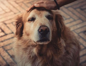 Wie alt werden Hunde? So kannst du die Lebenserwartung deines Hundes erhöhen