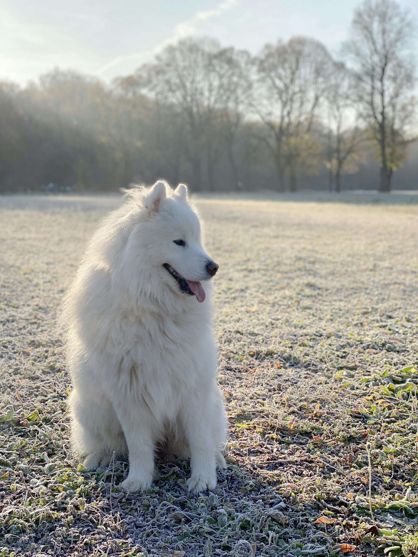 Hilfe, mein Hund frisst Erde - Ursachen und Lösungen