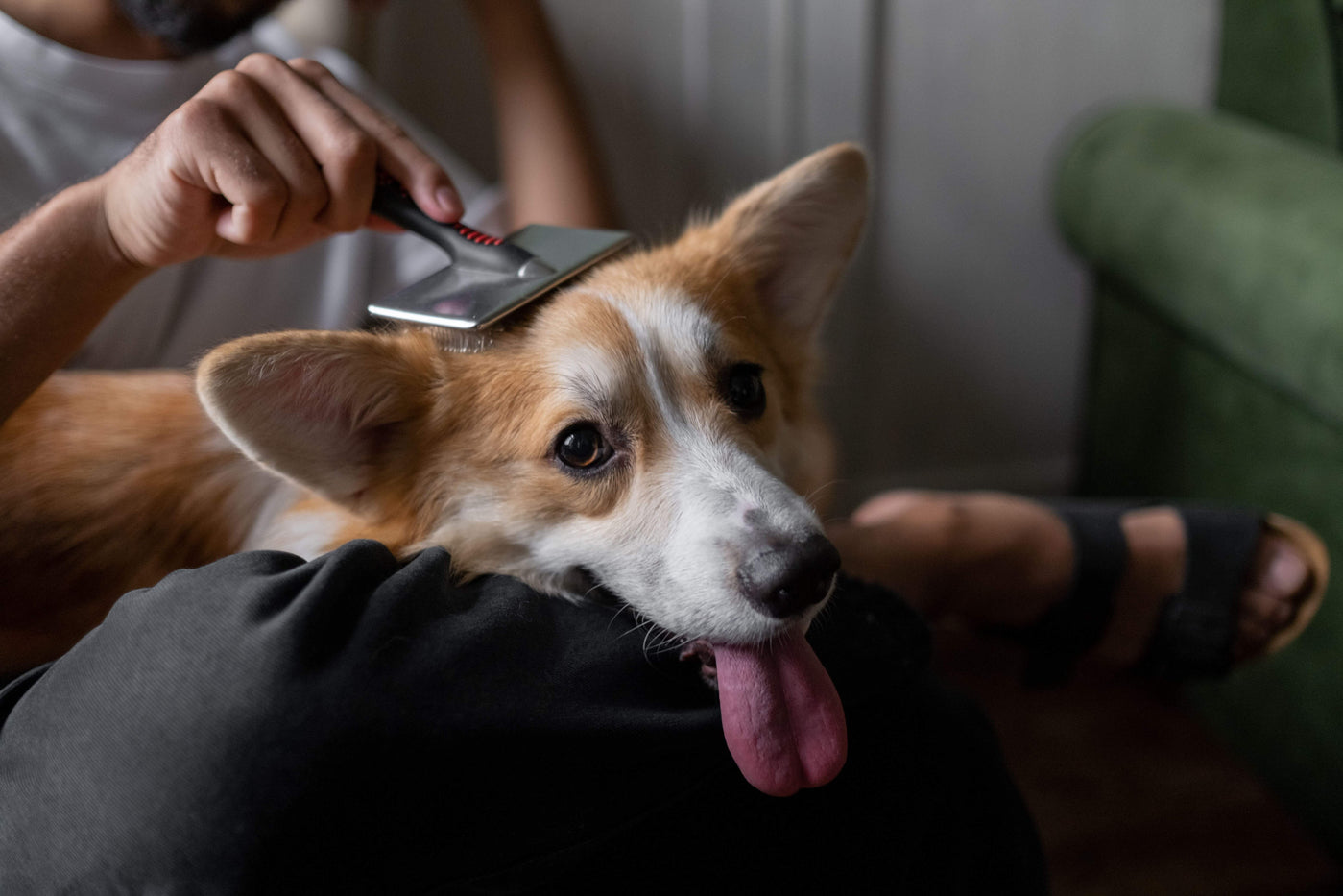 Haut und Fellgesundheit beim Hund: Erkennen, pflegen und unterstützen