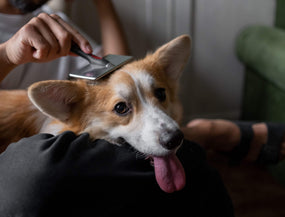 Haut und Fellgesundheit beim Hund: Erkennen, pflegen und unterstützen