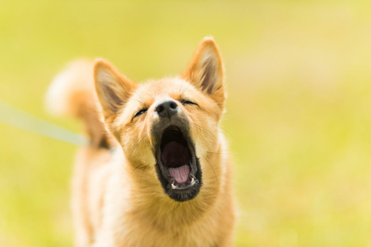 Hund bellt ständig – warum das so ist und wie du ihm helfen kannst