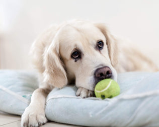 Pfoten auf der Bremse, warum dein Hund nicht Gassi gehen will, und wie du ihm die Freude daran zurückgibst