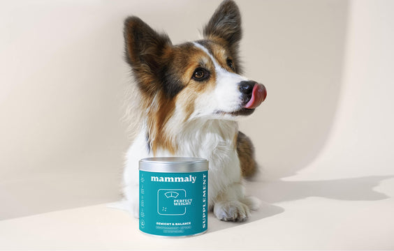 Hunde-Snack Perfect Weight